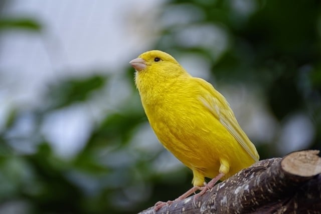 Canary testing refers to that testing which releases features to a small user base before deploying more fully, invoking the historical use of canaries in mines to warn of poisonous gases.